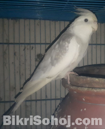 white face male cockatiel